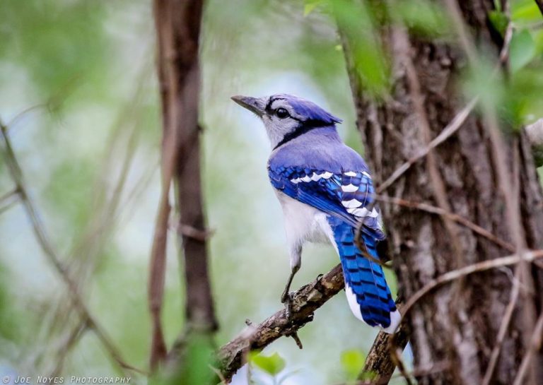 Blue Jay Meaning and Symbolism Peaceful Hacks