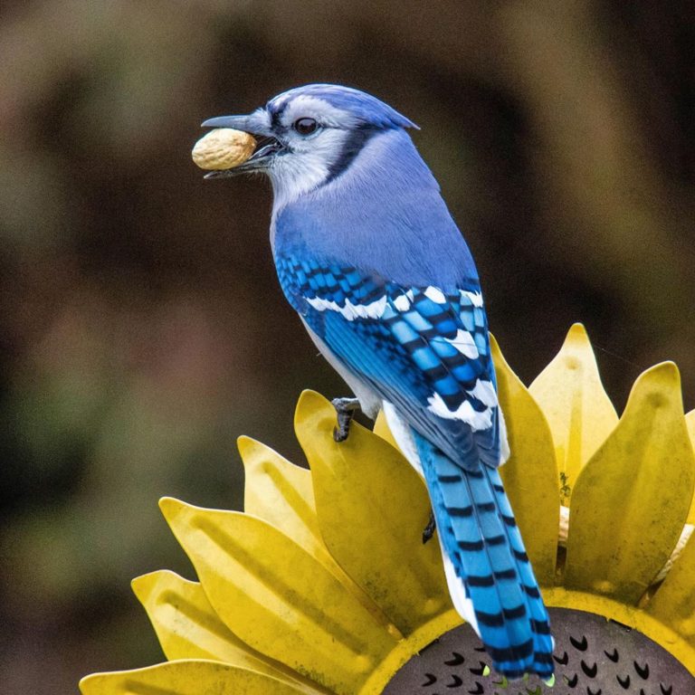blue-jay-meaning-and-symbolism-peaceful-hacks