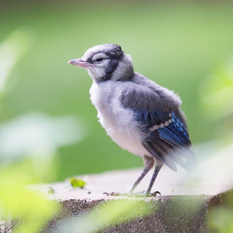 Blue Jay Meaning And Symbolism Peaceful Hacks